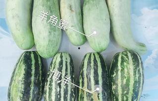 看网红吃瓜,幕后故事与热门话题深度解析 第3张 看网红吃瓜,幕后故事与热门话题深度解析 第3张