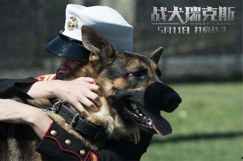 战犬 在线观看,忠诚守护,生死较量 第3张 战犬 在线观看,忠诚守护,生死较量 第3张